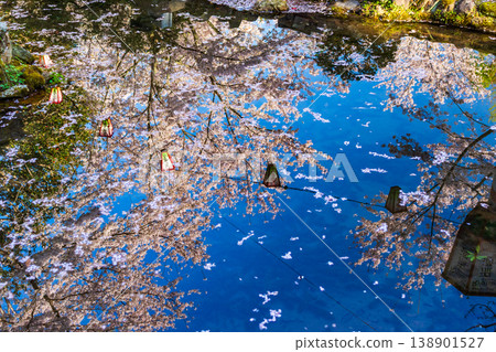 Cherry blossoms and paper lanterns reflected in the pond 138901527