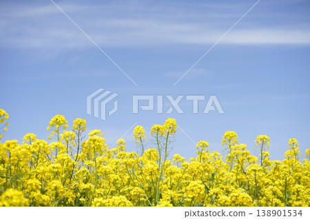 Blue sky and rape blossoms Blue sky and rape blossoms 138901534