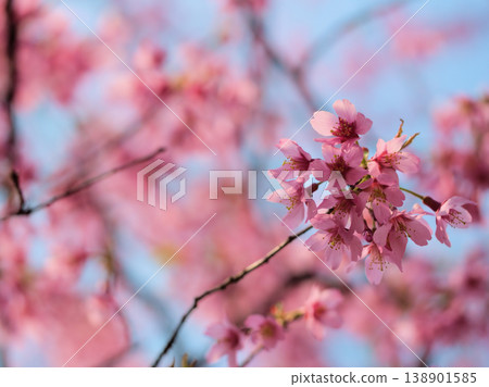 「岡目」美麗的粉紅色櫻花在陽光明媚的三月盛開。 138901585