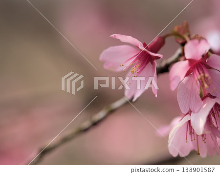 The beautiful pink cherry blossoms of "Okame" bloomed in sunny March. The beautiful pink cherry blossoms of "Okame" bloomed in sunny March. 138901587