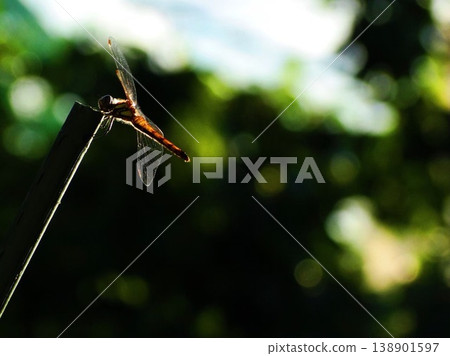 一隻紅色的蜻蜓棲息在綠樹環繞的樹枝上。 138901597