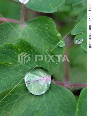 Water droplets that have fallen on the leaves of the columbine plant Water droplets that have fallen on the leaves of the columbine plant 138901788