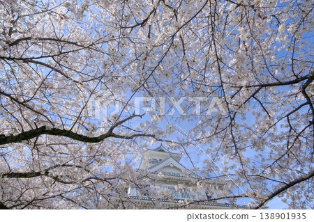 Nagahama castle of spring 138901935