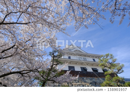 Nagahama castle of spring Nagahama castle of spring 138901937
