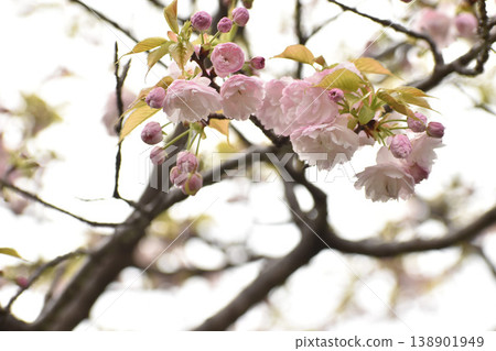 Lovely pink double cherry blossoms, Benikasa Lovely pink double cherry blossoms, Benikasa 138901949