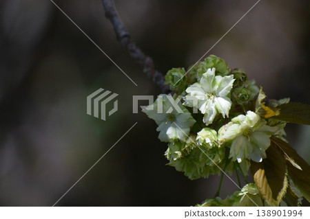 行井小櫻(一種櫻花),一種黃綠色的櫻花。 行井小櫻(一種櫻花),一種黃綠色的櫻花。 138901994