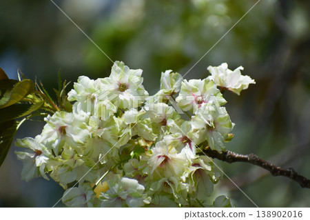 行井小櫻（一種櫻花），一種黃綠色的櫻花。 138902016