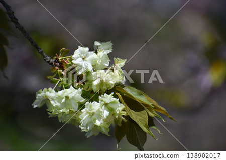 Gyoi-kozakura (a type of cherry blossom), a yellowish-green cherry blossom. Gyoi-kozakura (a type of cherry blossom), a yellowish-green cherry blossom. 138902017