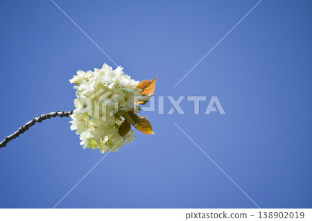 Gyoi-kozakura (a type of cherry blossom), a yellowish-green cherry blossom. 138902019