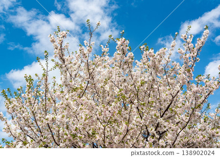 Cherry blossoms gazing up at the blue sky 138902024