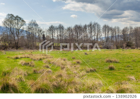 spring landscape with line of bare trees 138902026