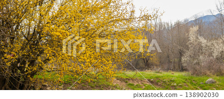 blooming yellow cornelian tree in spring banner blooming yellow cornelian tree in spring banner 138902030