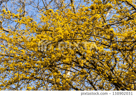 spring cornelian cherry tree yellow flowers spring cornelian cherry tree yellow flowers 138902031