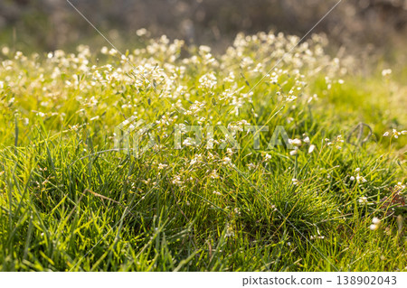 Gentle white spring flowers blooming Gentle white spring flowers blooming 138902043