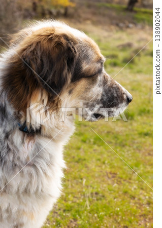 tricolor shepherd dog profile, nature tricolor shepherd dog profile, nature 138902044