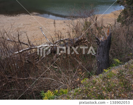A tree that has fallen by the typhoon 138902053