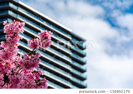 Kawazu cherry blossoms and apartment building on a sunny day Kawazu cherry blossoms and apartment building on a sunny day 138902170