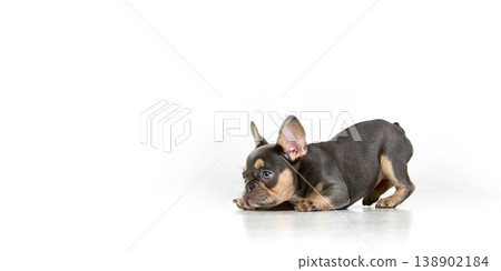 French bulldog puppy crouching low isolated on white background in playful pose. 138902184