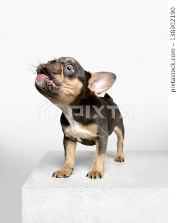 Bulldog puppy looking up and barking while standing on white pedestal in studio 138902190