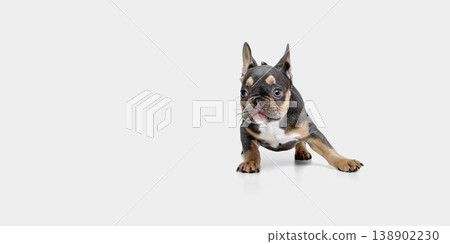 Bulldog puppy crouching and looking forward isolated on white background. 138902230