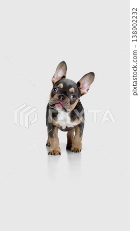 Bulldog puppy standing and looking at camera isolated on white background. Bulldog puppy standing and looking at camera isolated on white background. 138902232
