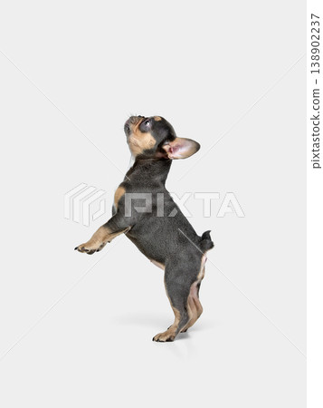 Playful bulldog puppy jumping up isolated on white background 138902237