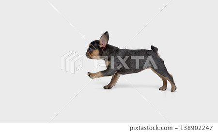 Small bulldog puppy walking right isolated on white background. 138902247