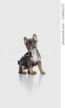 Puppy french bulldog sitting and looking up isolated on white background. Puppy french bulldog sitting and looking up isolated on white background. 138902251