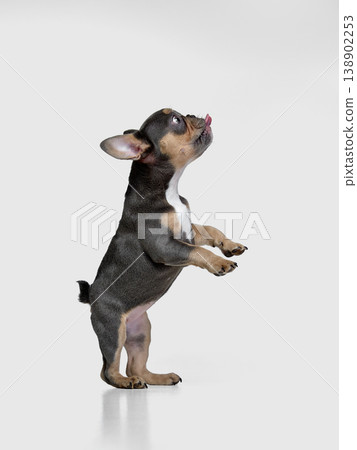 Cute french bulldog puppy standing begging pose isolated on white background. Cute french bulldog puppy standing begging pose isolated on white background. 138902253