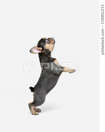 Cute french bulldog puppy standing on hind legs isolated on white background. Cute french bulldog puppy standing on hind legs isolated on white background. 138902255