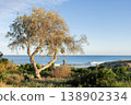 View to the sea from dune beach, greenery and one tree. 138902334