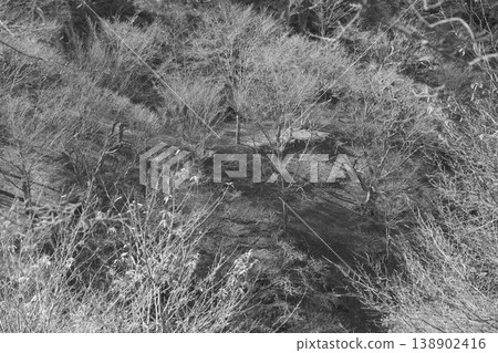A quiet forest awaiting winter: A monochrome depiction of leafless cherry trees and soft light. 138902416