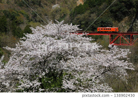 Cherry blossoms in full bloom and the Etsumi-Hokubu Line crossing a railway bridge Cherry blossoms in full bloom and the Etsumi-Hokubu Line crossing a railway bridge 138902430