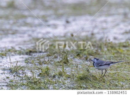 Pied wagtail walking in wet grass field in Sougeal 138902451