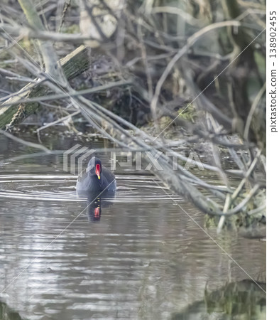 Common moorhen swimming in pond with reflections Common moorhen swimming in pond with reflections 138902455