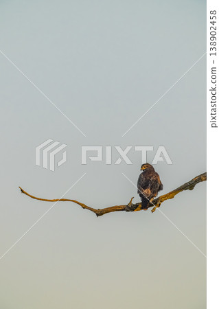 Common buzzard perching alone on tree branch 138902458