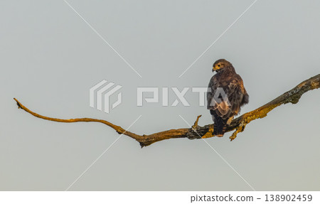Bird of prey perched on branch looking back at morning light Bird of prey perched on branch looking back at morning light 138902459