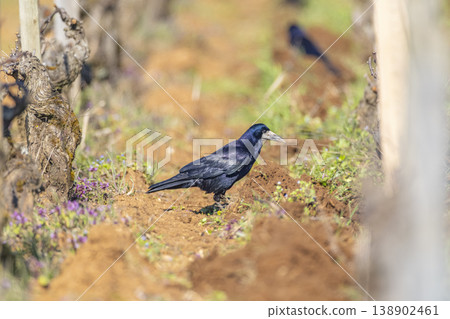 Rook foraging in vineyard soil in Pommard, France Rook foraging in vineyard soil in Pommard, France 138902461