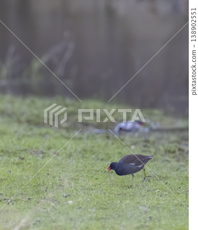 Moorhen foraging on green grass near water in Brittany, France 138902551