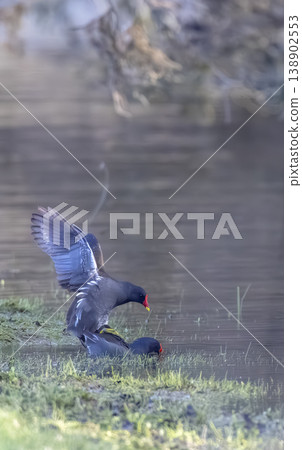 Common moorhens mating near pond in Brittany 138902553