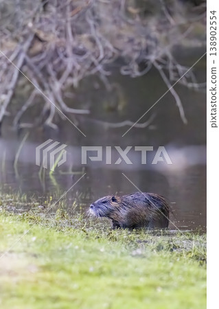 Nutria on riverbank in Sougeal, Brittany, France 138902554