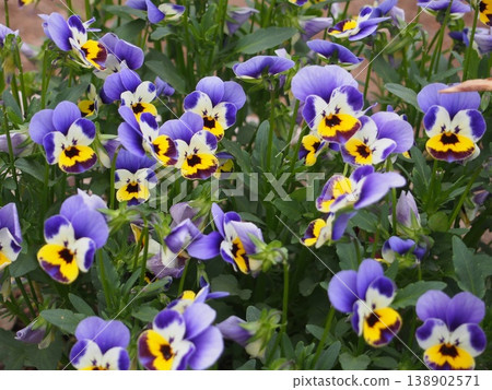 Viola(深谷綠王國 / 埼玉縣深谷市栃引24-2) Viola(深谷綠王國 / 埼玉縣深谷市栃引24-2) 138902571