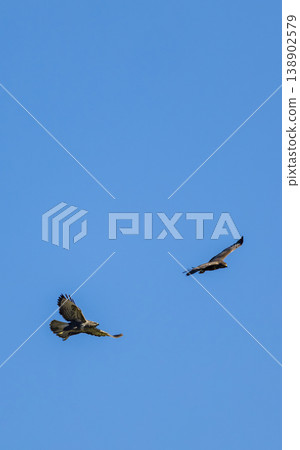 Common buzzards flying high in clear blue sky Common buzzards flying high in clear blue sky 138902579