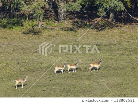 Deer grazing in a Viglasska Huta Kalinka meadow 138902581
