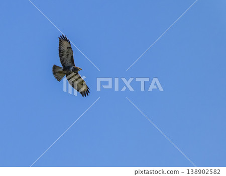Buzzard bird flying in clear blue sky over Viglasska Huta Kalinka 138902582