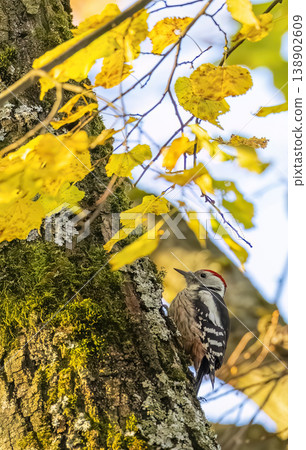 Middle spotted woodpecker climbing mossy tree in autumn 138902609