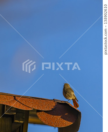 Little redstart bird standing on rooftop looking up Little redstart bird standing on rooftop looking up 138902610