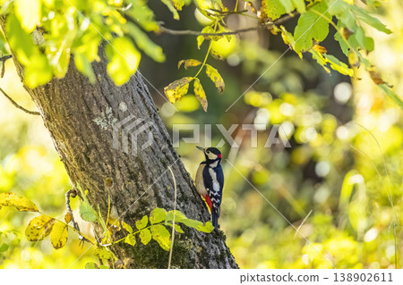Great spotted woodpecker clinging to tree bark in autumn forest Great spotted woodpecker clinging to tree bark in autumn forest 138902611