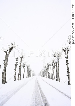 Snow-covered rows of snow-covered trees at Manganji Temple (Niitsu, Akiha Ward, Niigata City, Niigata Prefecture) Snow-covered rows of snow-covered trees at Manganji Temple (Niitsu, Akiha Ward, Niigata City, Niigata Prefecture) 138902795