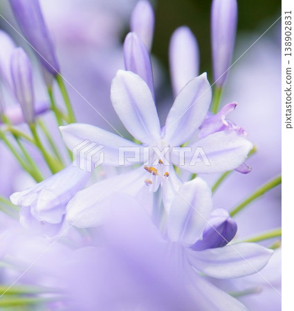 美麗的淡紫色花朵 美麗的淡紫色花朵 138902831